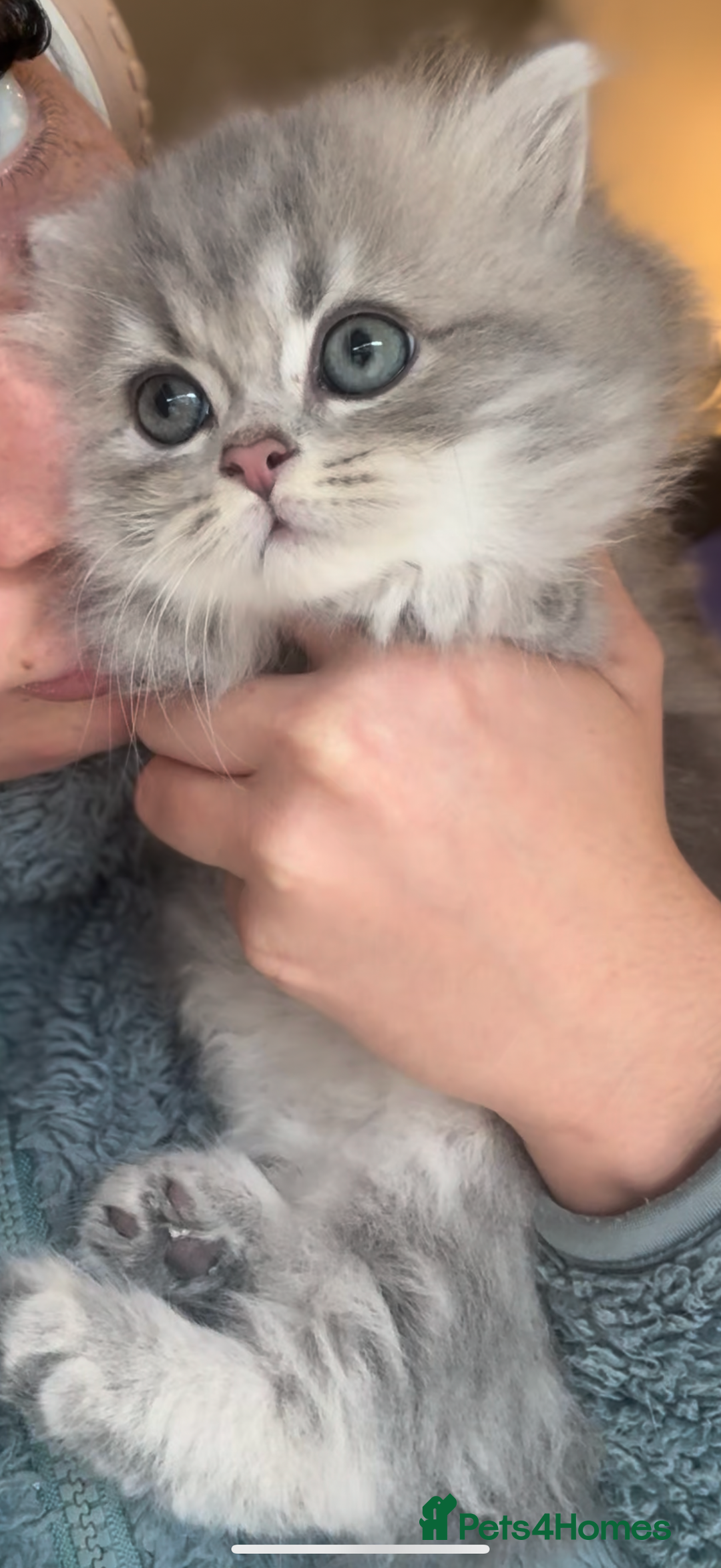 British Shorthair cats for sale: Affectionate lap cats health tested parents  - Advert 36