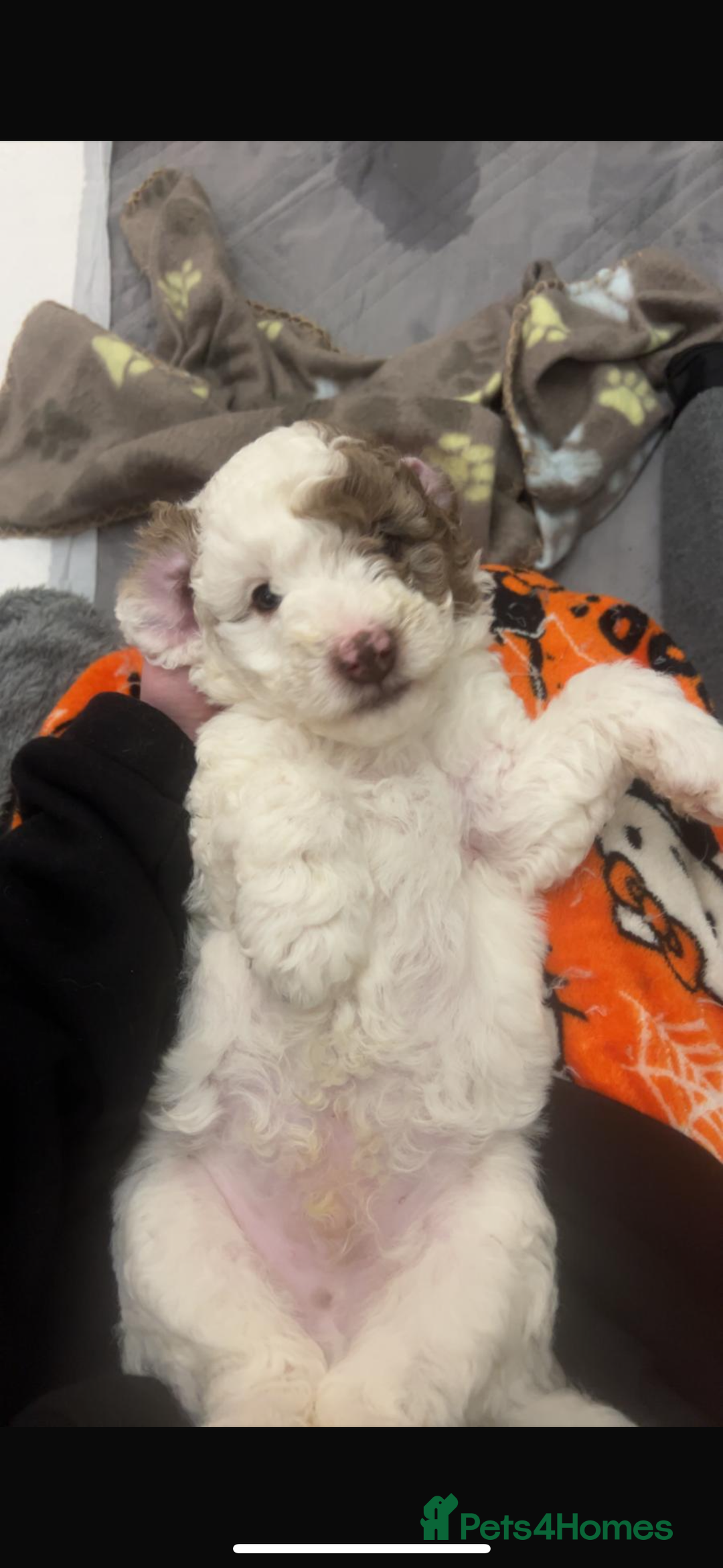 Labradoodle dogs for sale: Chocolate Parti Merle labradoodle (last one) - Image 1
