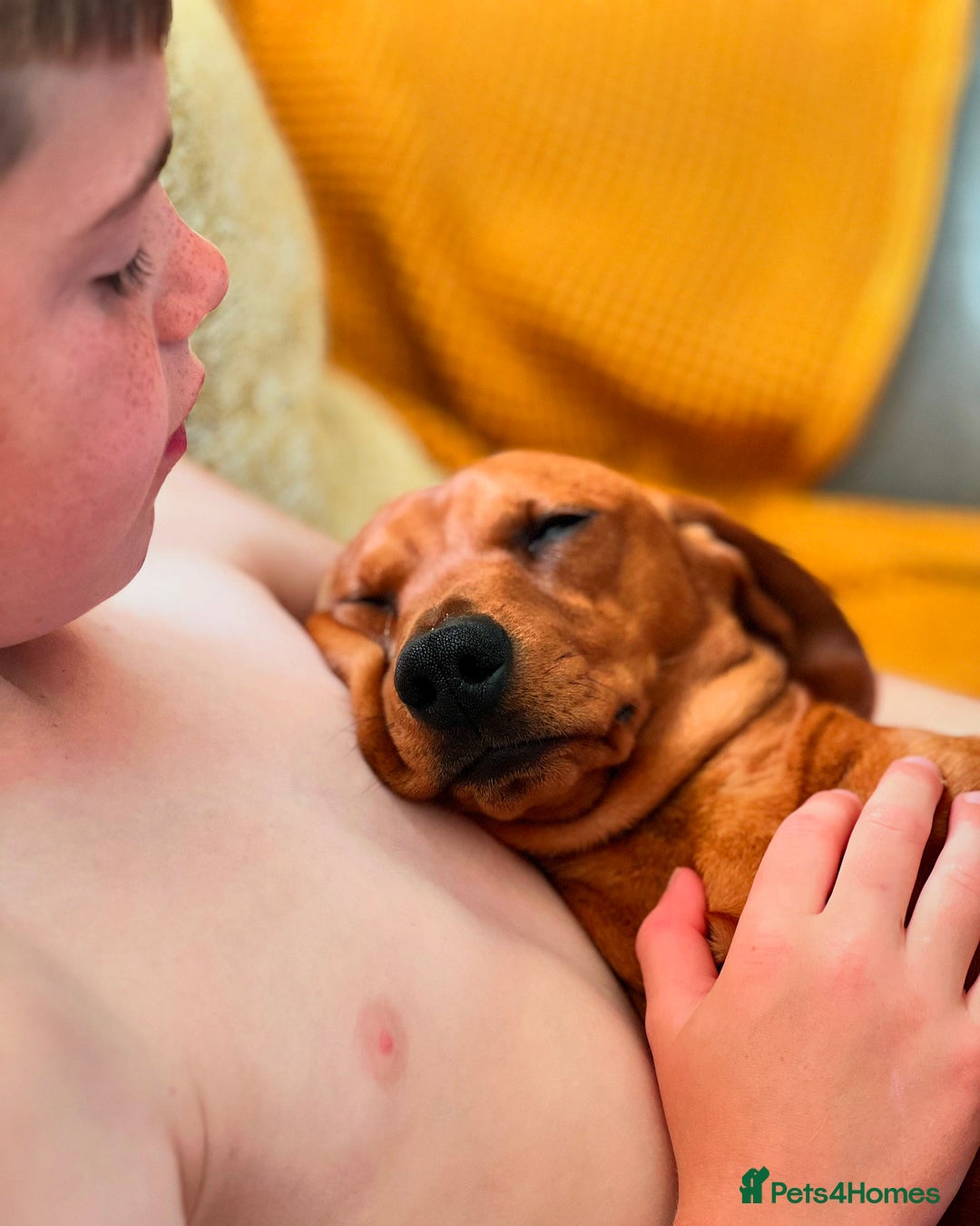 Miniature Dachshund dogs for sale: Miniature dachshund puppies - Image 17