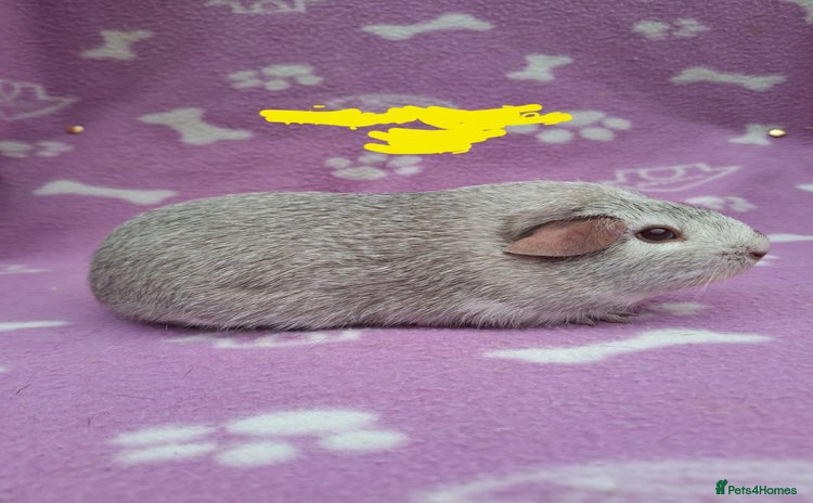 Guinea Pig rodents Chinchilla guinea pigs ready now  - Advert 1