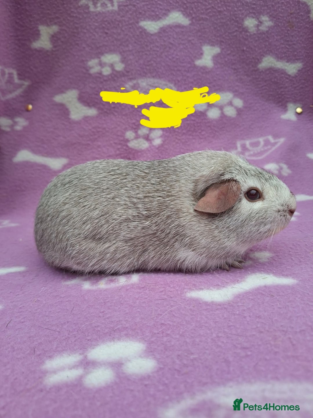 Guinea Pig rodents for sale: Chinchilla guinea pigs ready now  - Advert 1