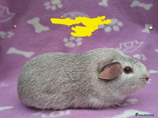 Guinea Pig rodents for sale: Chinchilla guinea pigs ready now - Advert 1