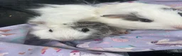 Guinea Pig rodents for sale: Baby guinea pigs for sale  - Advert 3