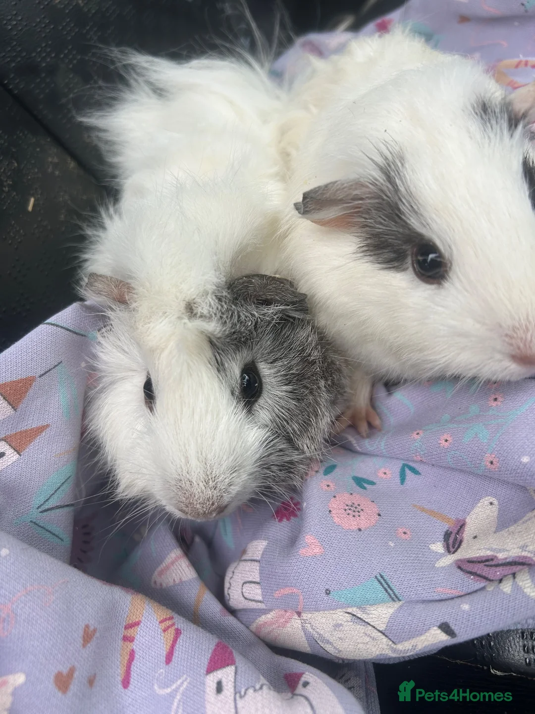Guinea Pig rodents for sale: Baby guinea pigs for sale  - Advert 3