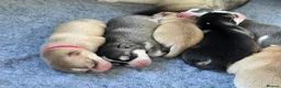 Pomsky dogs for sale: F4 Pomsky Puppies  - Advert 12