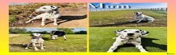 Dalmatian dogs for sale: Beautiful KC Registered Dalmatian Puppies - Advert 11