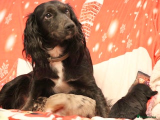 Cockapoo dogs Cockapoo puppies - Advert 1