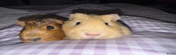 Guinea Pig rodents for sale: Male Guinea Pigs  - Advert 8