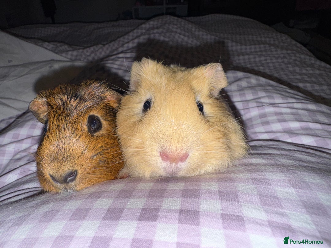 Guinea Pig rodents for sale: Male Guinea Pigs  - Advert 8