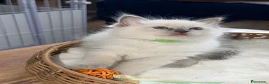 Ragdoll 1