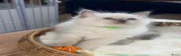 Ragdoll cats for sale: Beautiful TICA Registered Ragdoll Kittens 🩵 - Advert 17