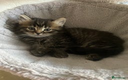 Bengal cats for sale: ‼️ RESERVED  ‼️Bengal x Persian  - Image 20
