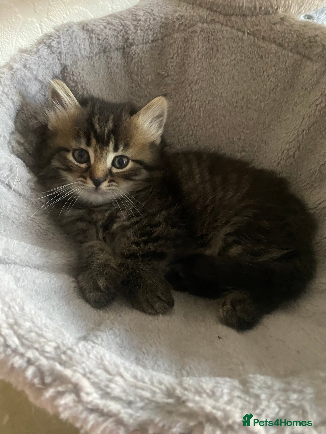 Bengal cats for sale: ‼️ RESERVED  ‼️Bengal x Persian  - Image 20