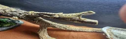 Dragon reptiles for sale: Baby bearded dragon for sale - Advert 4