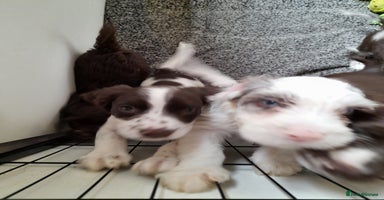 Sprocker dogs - Advert 12