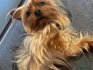 Yorkshire Terrier dogs in Bradford - Advert 3