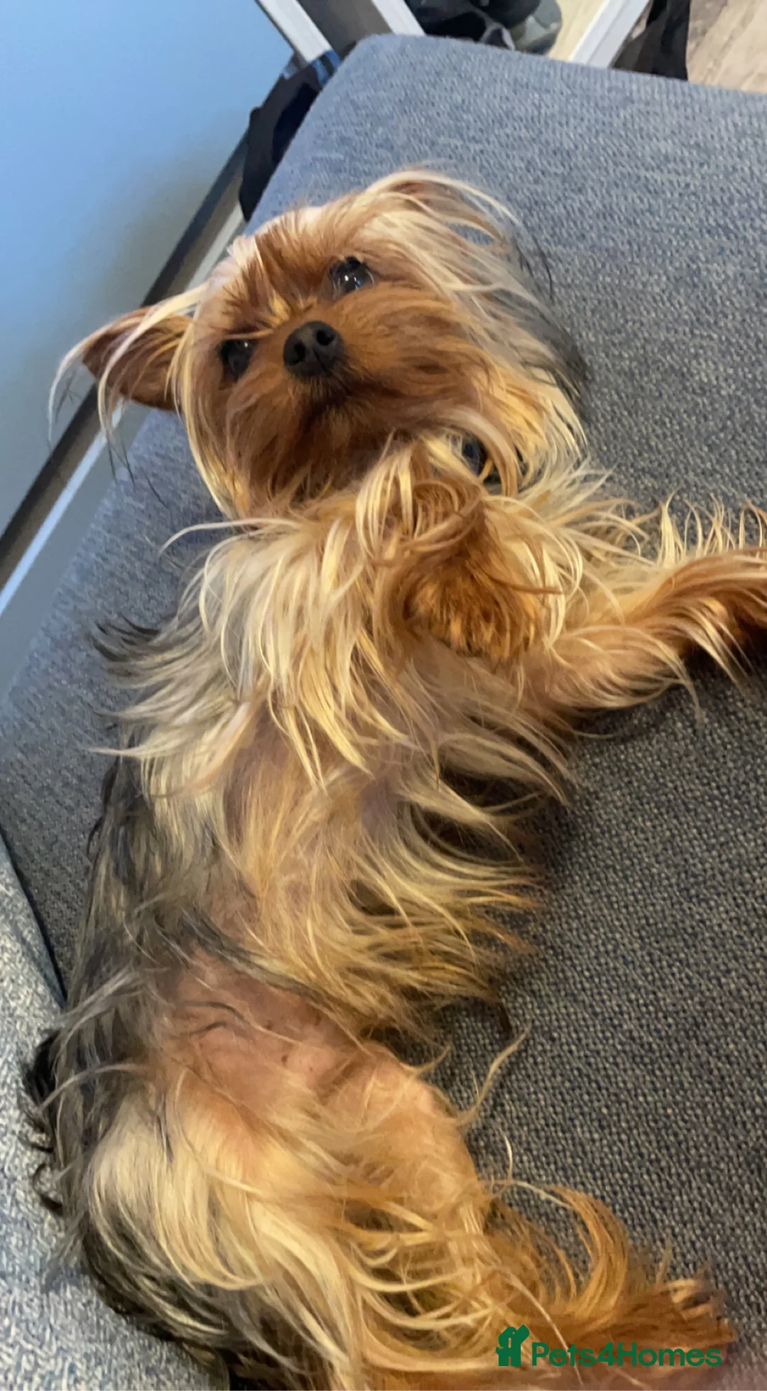 Yorkshire Terrier dogs for stud: Miniature Yorkshire terrier for stud in Bradford - Advert 1