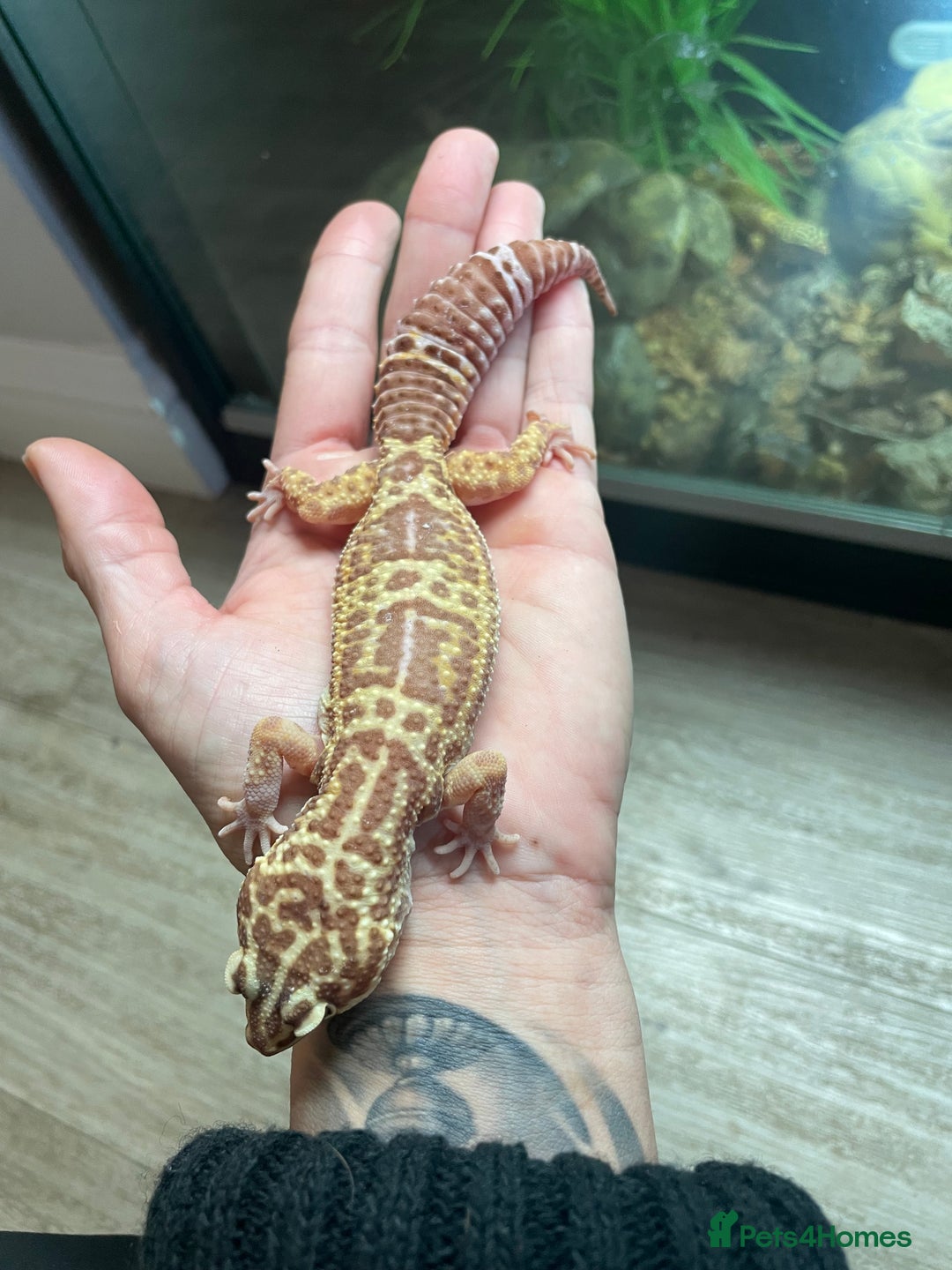 Leopard Gecko reptiles for sale: 2 Female Leopard Geckos (4 years old) – Full Setup - Advert 10