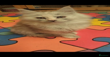 Maine Coon cats - Advert 3