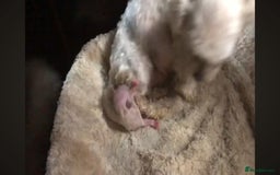 Maltipoo dogs for sale: ✨ F1 Maltipoo Puppies – Tiny, Loving & intelligent - Image 5