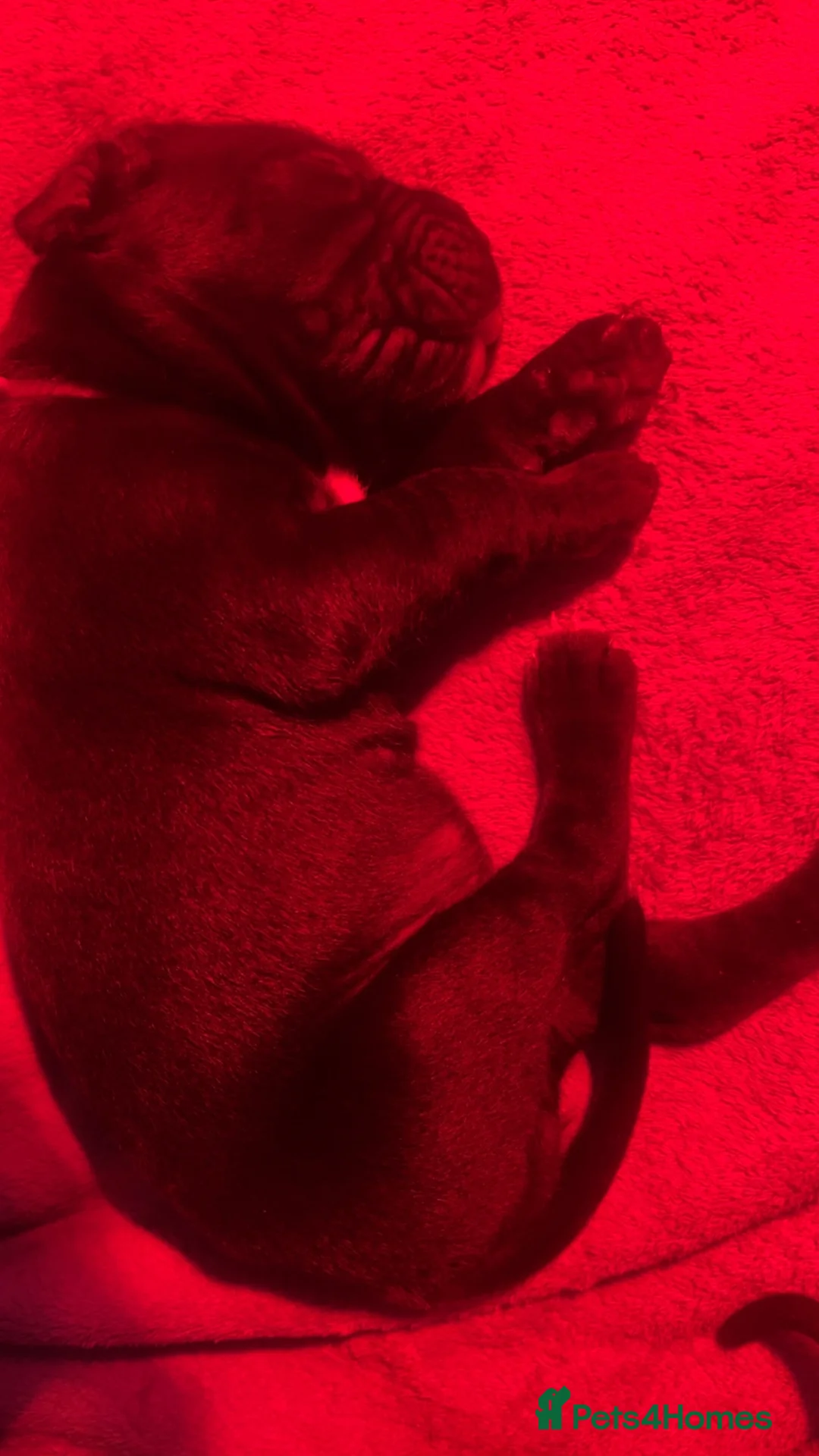 Mixed Breed dogs for sale: Presa canrio/ cane corso   in Wakefield - Advert 7