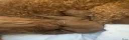 Miniature Poodle dogs for sale: Puppies - Advert 6