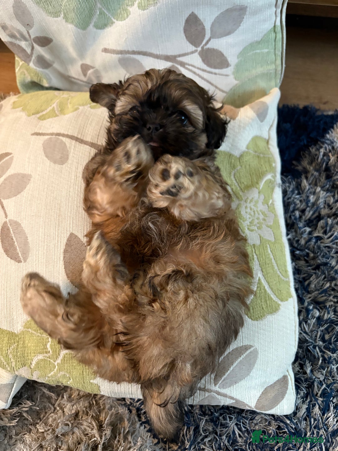 Mixed Breed dogs for sale: Shih Tzu cross - teddy bear puppies - Advert 17