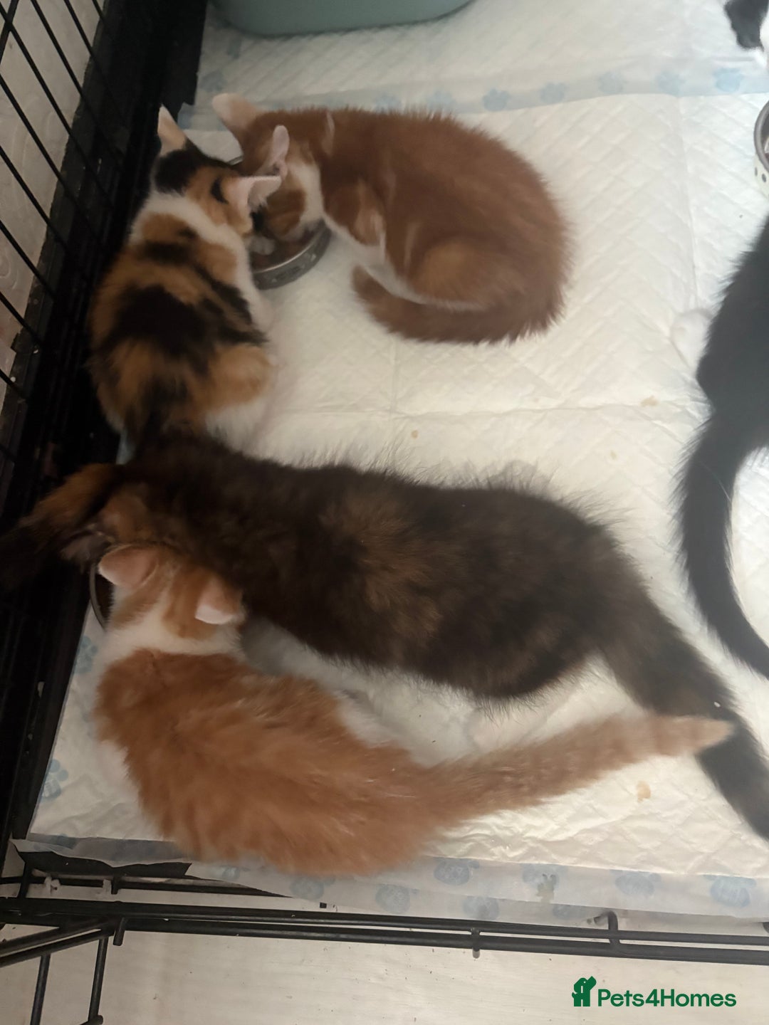 Mixed Breed cats for sale: Only 3 kittens left! - Image 36