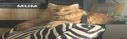 Mixed Breed cats for sale: Ragdoll/Maine Coon/Persian Mix Kittens - Advert 10
