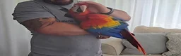 Macaws birds for sale: Fully tame scarlet macaw for sale  - Advert 4