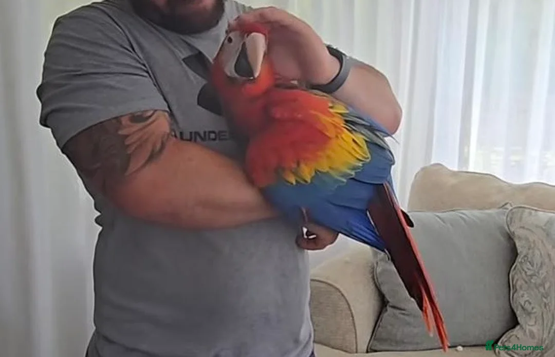 Macaws birds for sale: Fully tame scarlet macaw for sale  - Advert 4