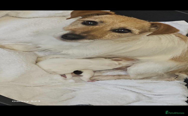 Jack Russell dogs - Advert 1