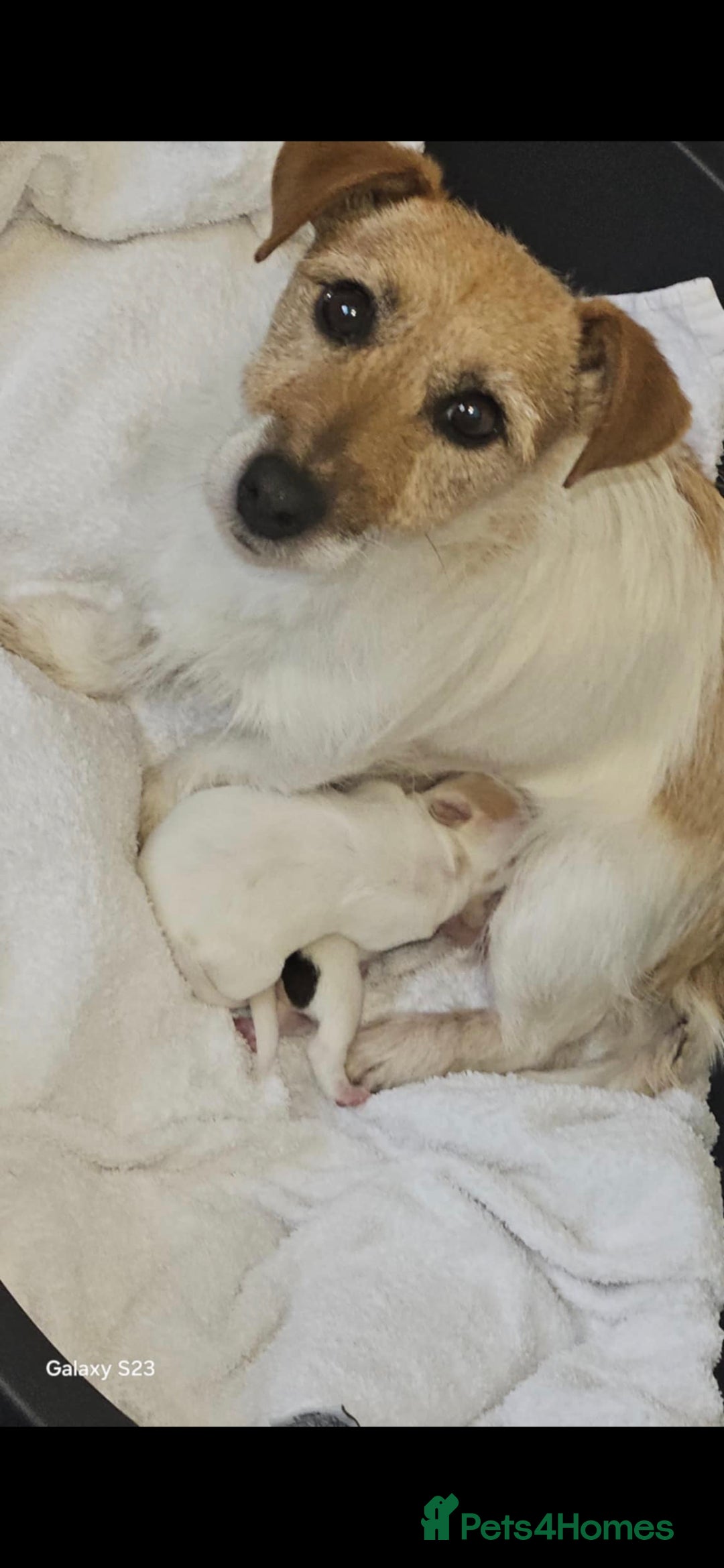 Jack Russell dogs for sale: 2 beautiful jack russel puppies  - Image 1