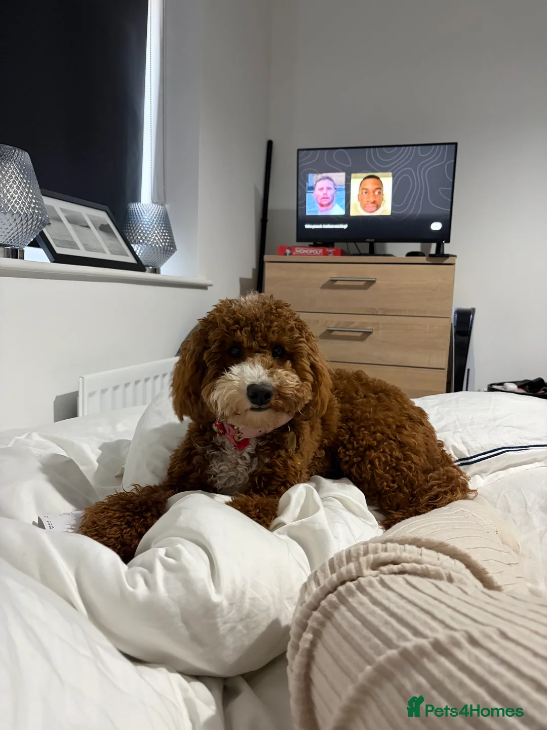Cavapoo dogs for sale: F1b Cavapoo 10 months old  - Advert 6