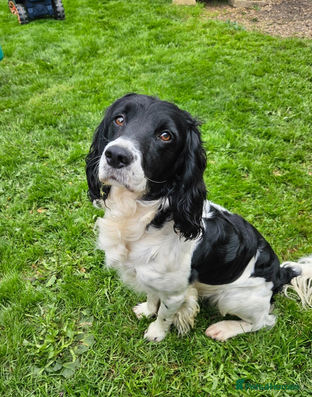English Springer Spaniel dogs for sale: Springer spaniel  - Advert 2