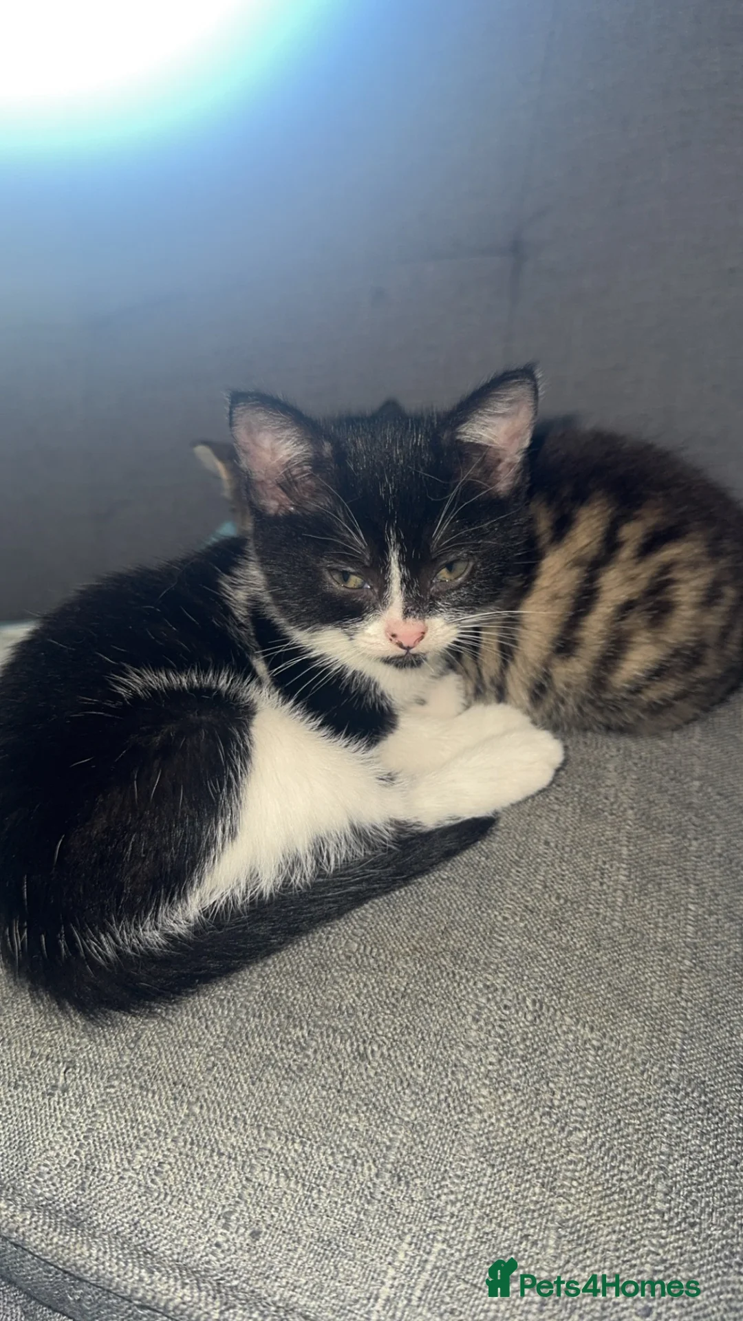 Domestic Shorthair cats for sale: Female domestic shorthair  in Southampton - Advert 7
