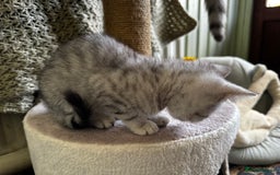 British Shorthair cats for sale: British Shorthair Kittens -Ready for Loving Homes  - Image 13