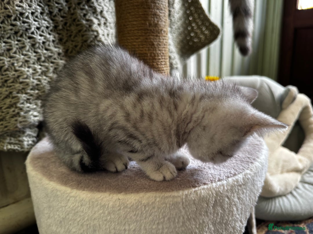 British Shorthair cats for sale: British Shorthair Kittens -Ready for Loving Homes  - Image 13