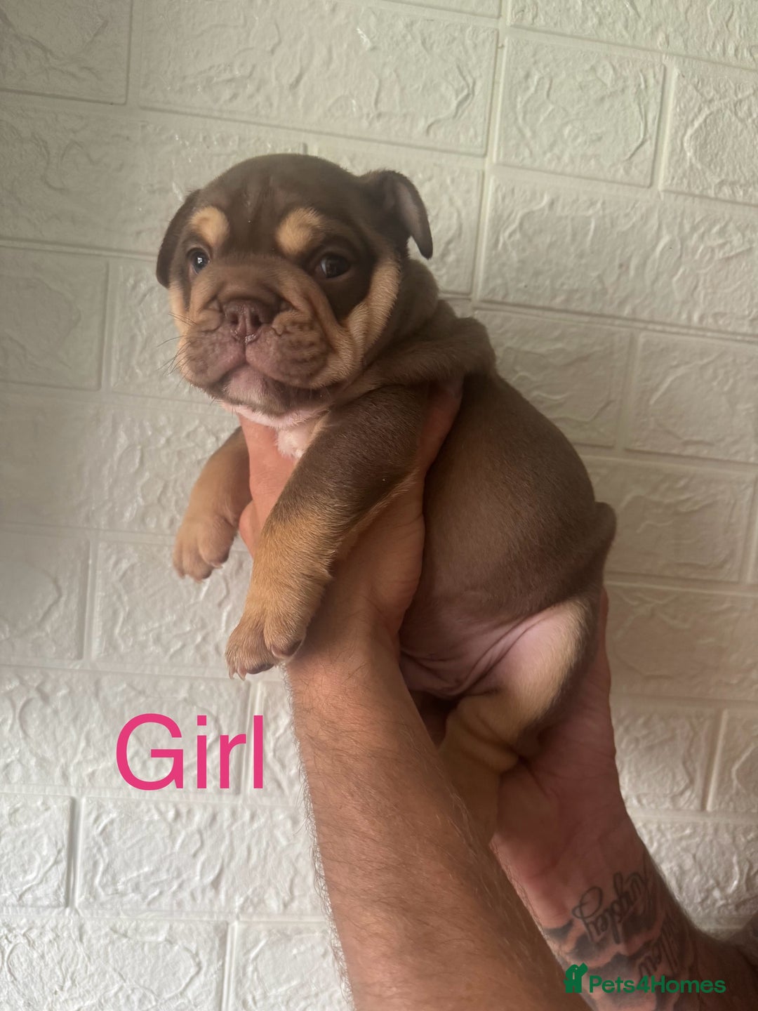 English Bulldog dogs for sale: Stunning 🏴󠁧󠁢󠁥󠁮󠁧󠁿English bulldog puppies  - Image 3