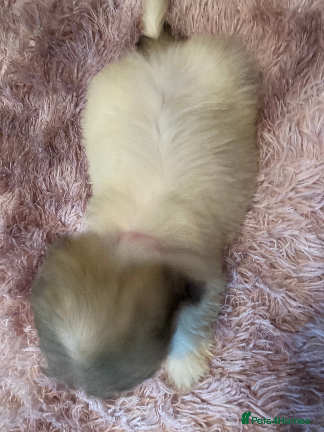 Lhasa Apso dogs for sale: Lhasa Apso Puppies 🐶  - Image 34