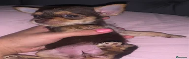 Chihuahua 5