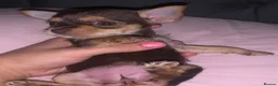 Chihuahua dogs for sale: tea cup chihuahuas - Advert 8