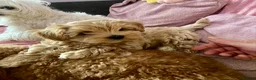 Maltipoo dogs for sale: Tiny Asian poodle/Korean Maltipoos *ready now* - Advert 4