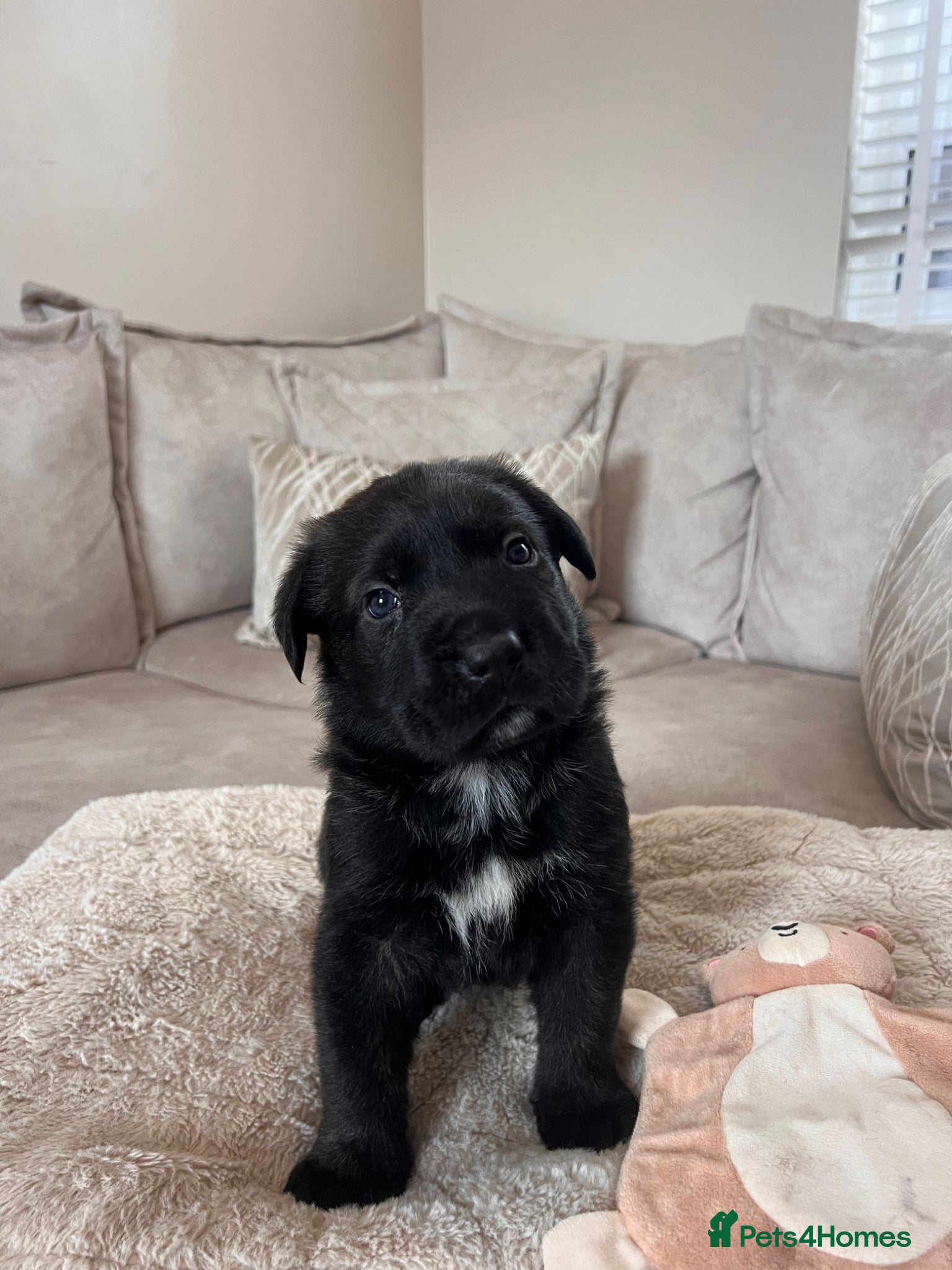 Mixed Breed dogs Available now - Advert 5