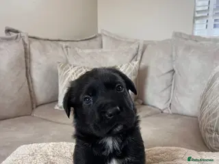 Mixed Breed dogs Available now - Advert 5
