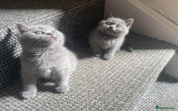 Scottish Fold cats for sale: Gorgeous Scottish Kittens - Image 1