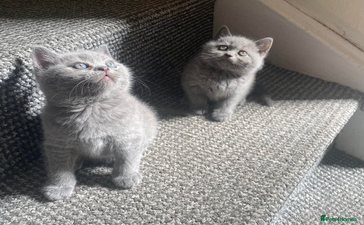 Scottish Fold cats - Advert 1