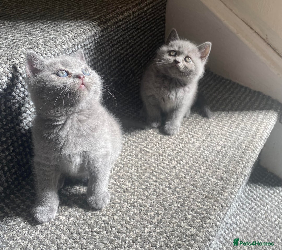Scottish Fold cats for sale: Gorgeous Scottish Kittens - Image 1