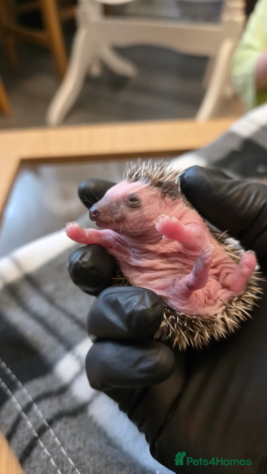 Pygmy Hedgehog rodents for sale: African Pygmy hedgehog babies - Advert 8