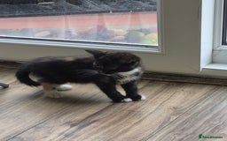 Mixed Breed cats for sale: Looking for there forever Home  - Image 6